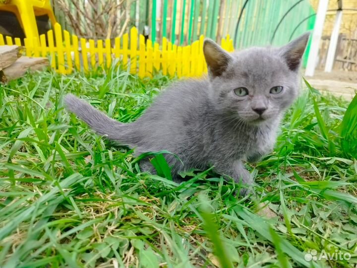 Котята