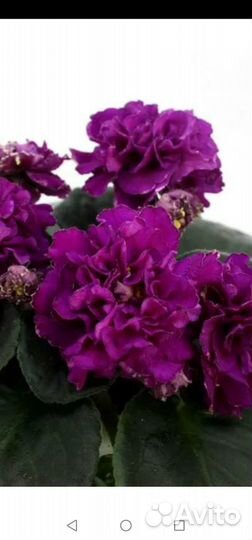 Фиалки детки