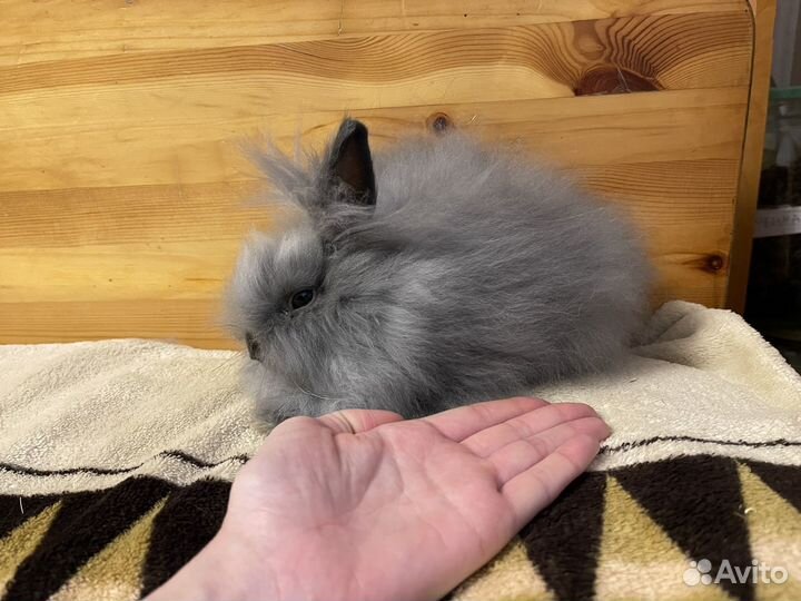 Кролик карликовый декоративный