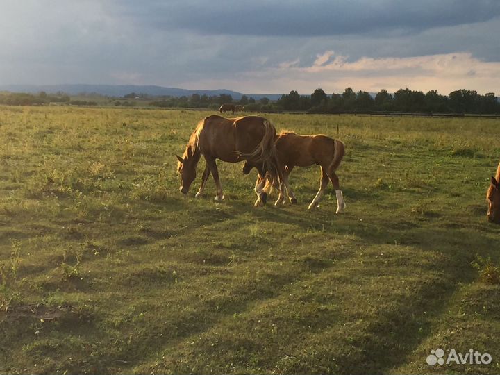 Кабыла с жеребенком