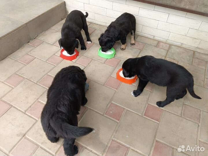 Собаки щенки