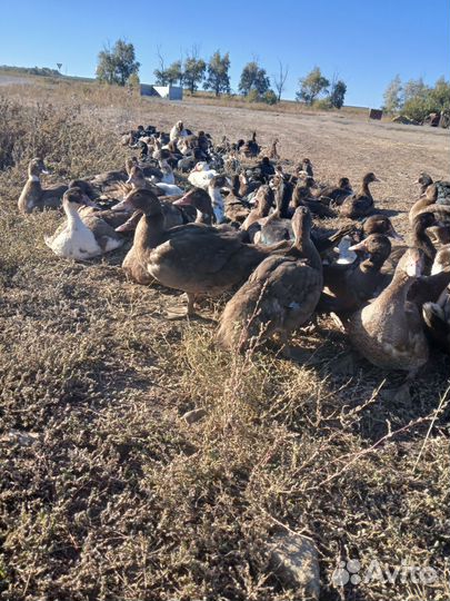 Мускусные утки тяжелые линии