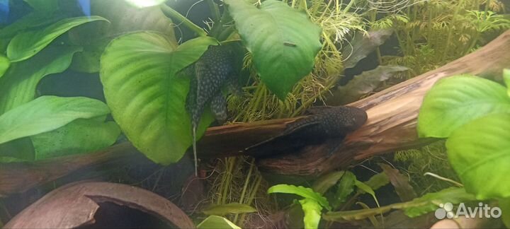 Анциструсы (подростки и взрослые особи)