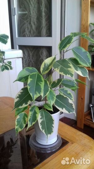 Фикус бенджамина