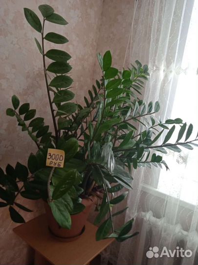 Замиокулькас