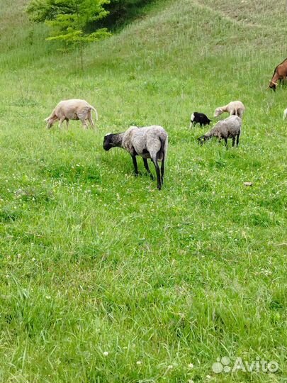 Овцы бараны ягнята оптом