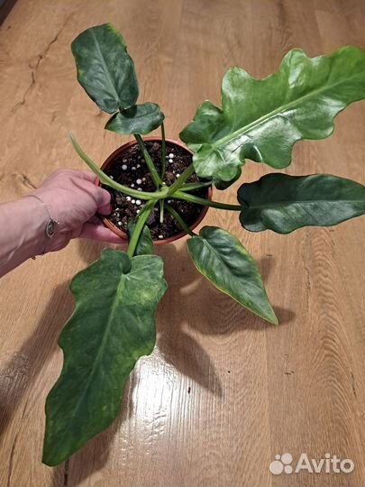 Филодендрон магнификум вариегатный