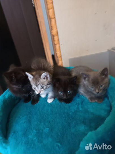 Котята в добрые руки