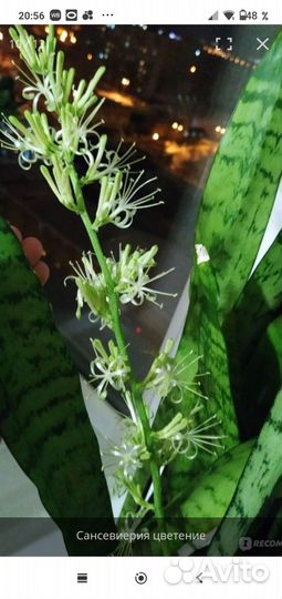 Сансевиерия муншайн и каспер