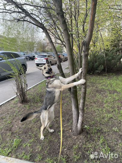 Передержка для собак
