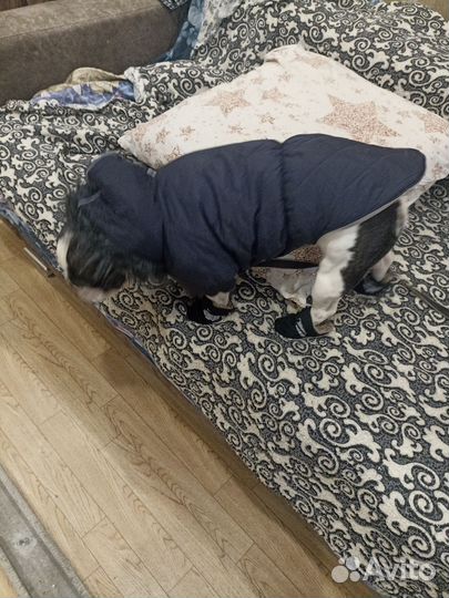 Одежда для средних собак