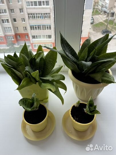 Комнатные растения