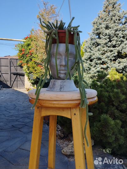 Апорокактус