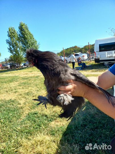 Петух китайский шелковый