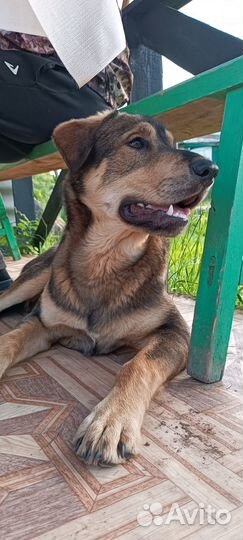 Собака в добрые руки