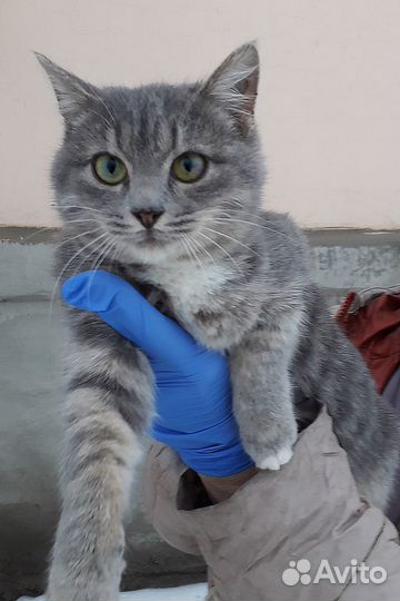 Котёнок мальчик, 9 месяцев