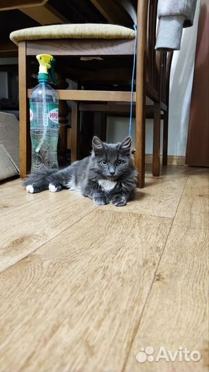 Котенок бесплатно