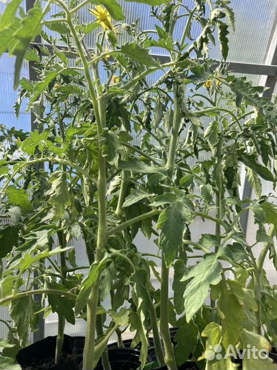 Томаты большие, кабачки, арбузы,петуния