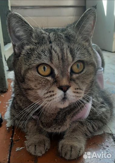 Ищет дом Марусенька