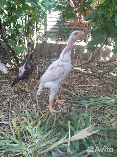 Бойцовые цыплята