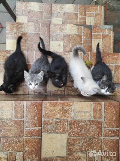 Котята