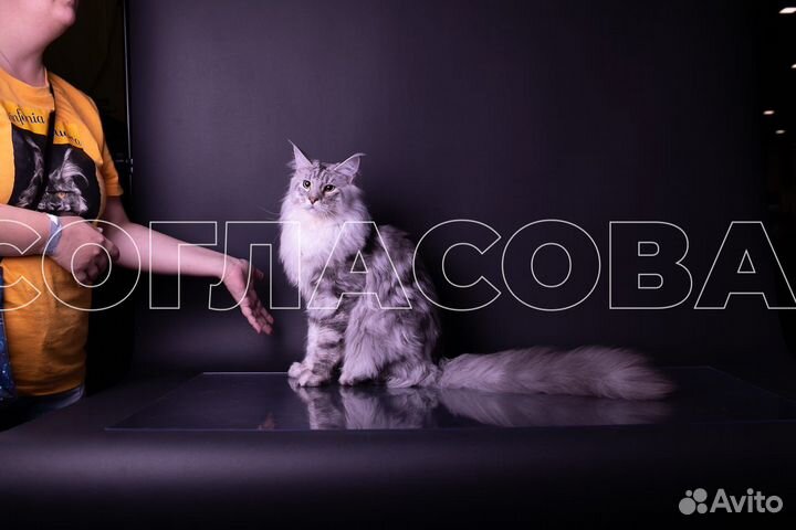 Котята мейн-кун