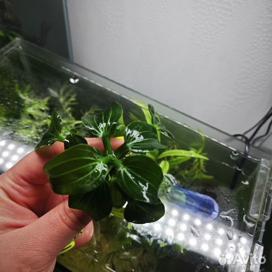 Аквариумные растения