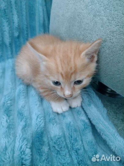 Котята