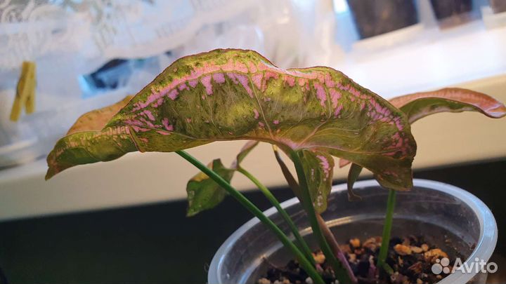 Сингониум пинк мозаик