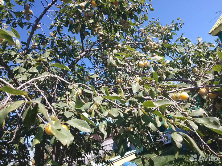 Саженцы желтой сливы