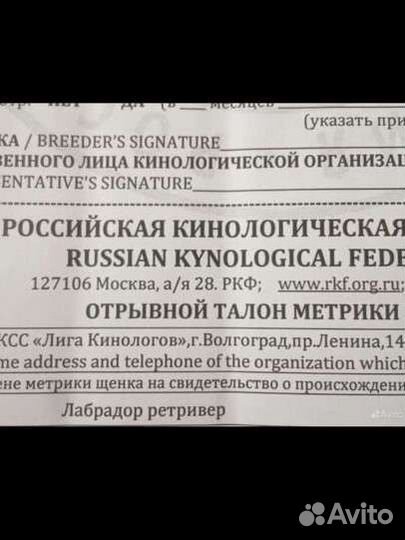 Щенки лабрадора