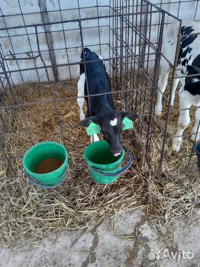 Телята бычки тёлки