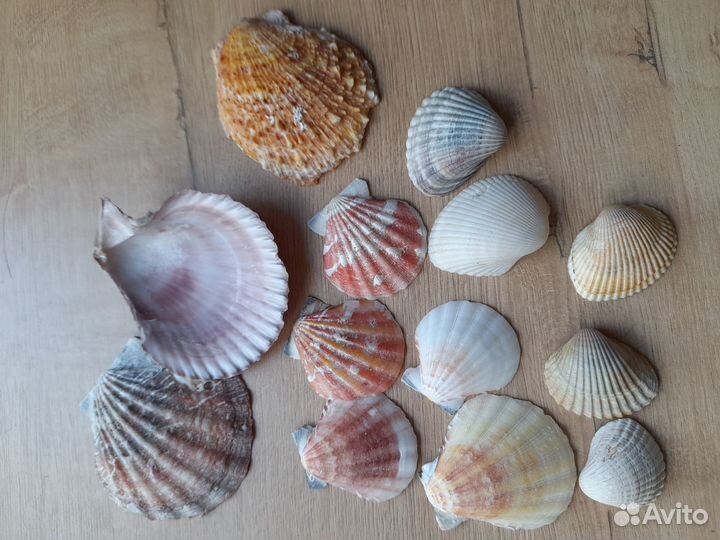 Морские ракушки, раковины