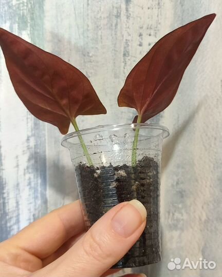 Сингониумы