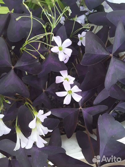 Оксалис. Цветок счастья Отростки