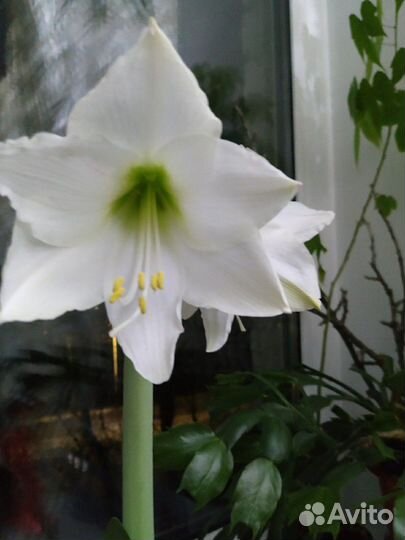 Гипеаструм