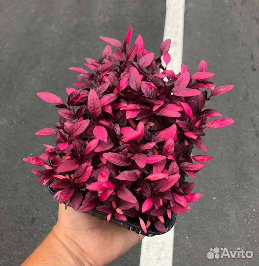 Семена микрозелени