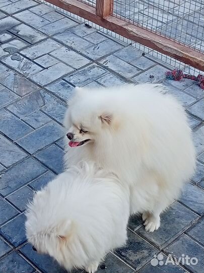 Померанский шпиц вязка