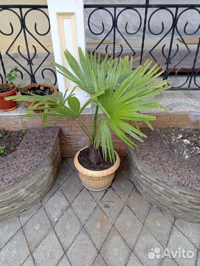 Пальма веерная