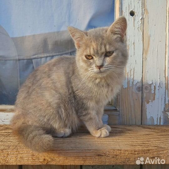 Котенок девочка в добрые руки