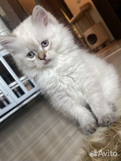 Шотландский котенок скоттиш страйт и скоттиш фолд