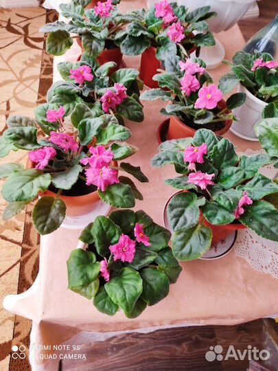 Махровые сортовые