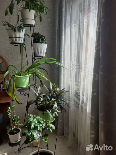 Комнатные цветы и стойка