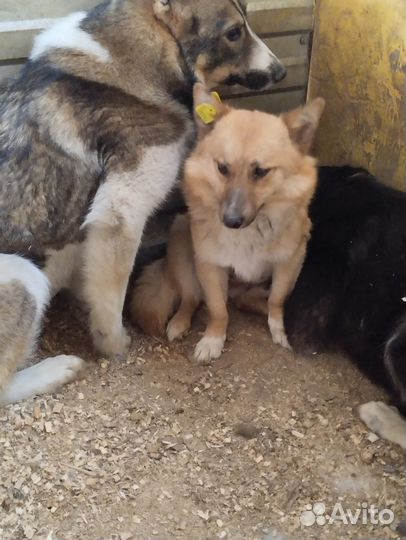 Маленькая собака