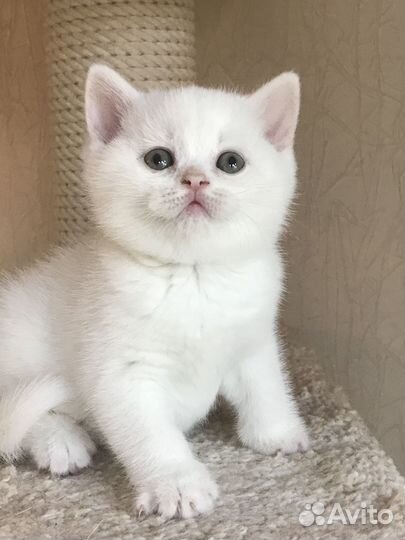 Британские котята