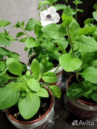 Петунии ампельные, каскадные