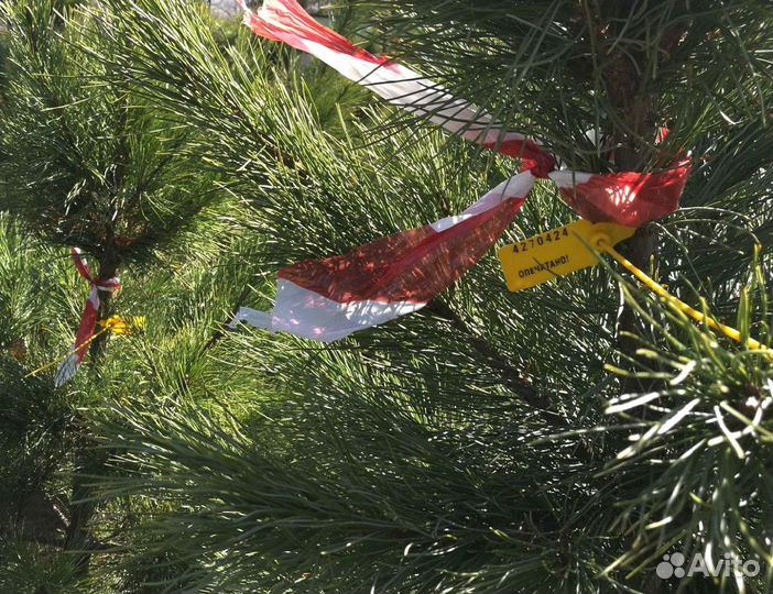 Сибирский кедр экстра класс. Саженцы