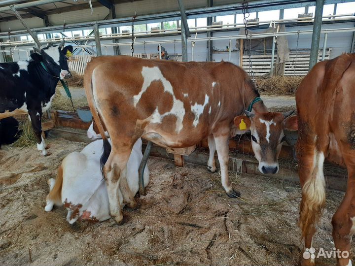 Телки, телята, коровы