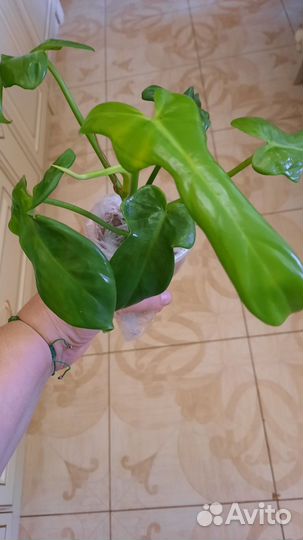 Филодендрон