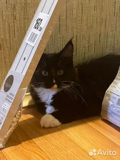 Котята мейн-кун